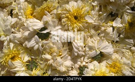 Vista panoramica di stock di fiori di Shevanti o Chrysanthemums Foto Stock