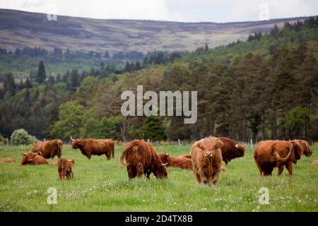 Highland Cow, Scozia // © Amy Muir Foto Stock