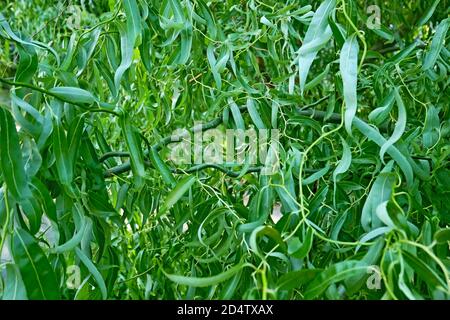 Ardesia ritorto riccamente, o Corkscrew (Salix matsudana tortuosa), fogliame che cresce rapidamente in estate, sfondo floreale verde primo piano Foto Stock