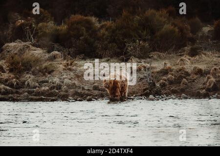 Highland Cow, Scozia // © Amy Muir Foto Stock