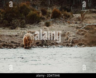 Highland Cow, Scozia // © Amy Muir Foto Stock