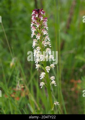 Orchi alato scuro (Neotinea ustulata) in un prato Foto Stock