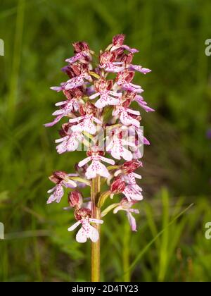 orchidea (orchidea) in un prato Foto Stock