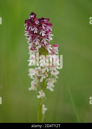 Orchi alato scuro (Neotinea ustulata) in un prato Foto Stock