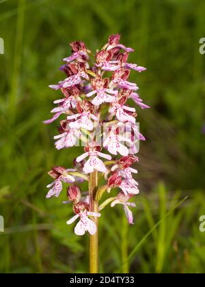 orchidea (orchidea) in un prato Foto Stock