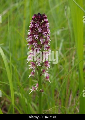 Orchi alato scuro (Neotinea ustulata) in un prato Foto Stock