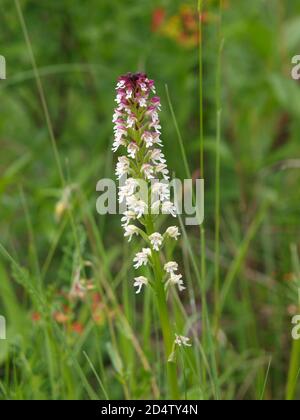 Orchi alato scuro (Neotinea ustulata) in un prato Foto Stock