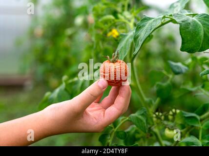 Una mano del bambino che tiene un pomodoro incrinato su sfondo verde sfocato. Serra, concetto di agricoltura. Messa a fuoco selettiva. Foto Stock