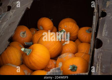 Una scatola archiviata con le zucche piccole. Foto Stock