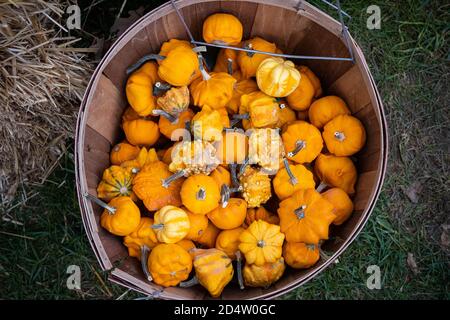 Un secchio di legno riempito con zucche e zucche. Foto Stock