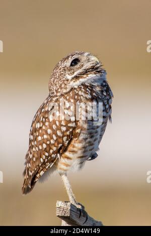 Gufo da burrowing (Athene cunicularia), Capo Corallo, Florida Foto Stock