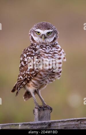 Scavando owl close up guardando la telecamera, Florida Foto Stock