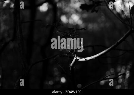 Bella fotografia di natura bianca e nera di ramo di albero con nuova crescita. Composizione orizzontale, full frame, orizzontale, spazio di copia. Foto Stock