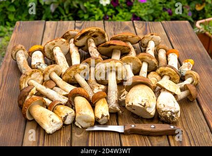 Autunno composizione autunno. Vari funghi porcini crudi commestibili leccinum su tavola rustica con coltello. Ceps su sfondo scuro di legno. Cucina delizioso cibo gourmet di funghi biologici. Vista dall'alto in posizione piatta Foto Stock