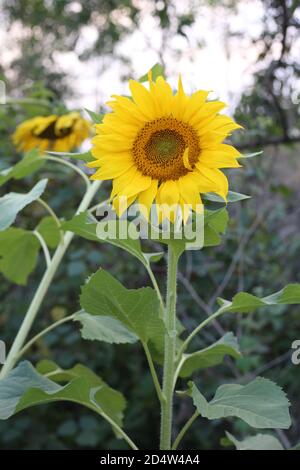 campo di girasoli in fiore su uno sfondo Foto Stock