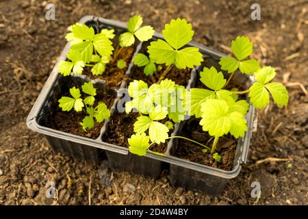 Piantine di fragole sullo sfondo della terra nel giardino. Piantine di fragole con terreno in una scatola di plastica, vista dall'alto. Profondità di campo poco profonda. Foto Stock