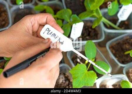 Una donna scrive il nome della pianta sulle etichette di una pianta per i giovani pianta. I germogli di zucca. Profondità di campo poco profonda. Foto Stock