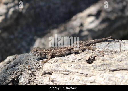 Messa a fuoco selettiva di una lucertola da parete comune Foto Stock