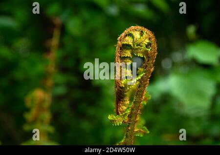 Una felce avvolta in una foresta scura Foto Stock