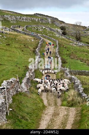 Horton-in-Ribblesdale, Yorkshire, Regno Unito. 11 Ottobre 2020. Lavorare e giocare nella campagna britannica in mezzo alla pandemia di Covid-19. Un contadino porta la sua pecora fuori dalle campane di Pen-y-ghent, mentre gli escursionisti fanno il massimo del tempo soleggiato per passeggiare lungo il famoso sentiero delle tre vette. Il percorso è anche parte della Via Pennino. Horton-in-Ribblesdale, Yorkshire Dales National Park: Credit: John Bentley/Alamy Live News Foto Stock