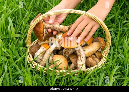 Raccolta dei funghi. Le mani caucasiche delle ragazze mettono il boletus edulis giovane edibile fresco nel cesto di vimini su un prato di foresta, primo piano. Berretto rosso, caccia ai funghi.