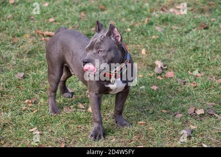 Carino cucciolo americano bullo è in piedi su erba verde nel parco autunnale. Sette mesi. Animali domestici. Cane purebred. Foto Stock