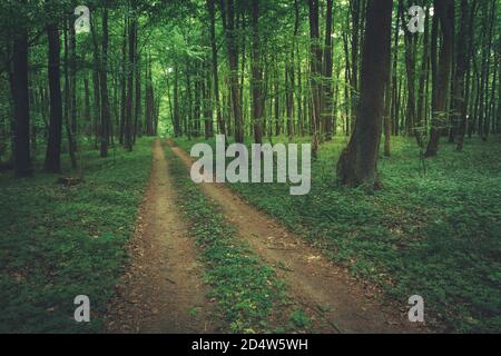 Strada a terra attraverso verde verde foresta scura Foto Stock