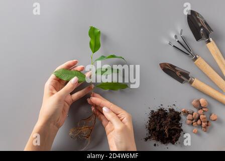 le mani della donna che tengono giovane seedling e insieme degli attrezzi di giardinaggio Foto Stock