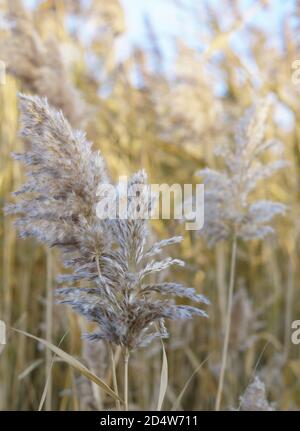 Pettine asciutto sul lago, strato di lamella, semi di lamella. L'erba di canna dorata nella caduta nel sole. Astratto sfondo naturale. Splendido modello con co neutro Foto Stock