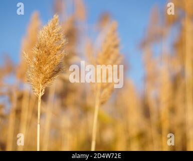 Pettine asciutto sul lago, strato di lamella, semi di lamella. L'erba di canna dorata nella caduta nel sole. Astratto sfondo naturale. Splendido modello con co neutro Foto Stock