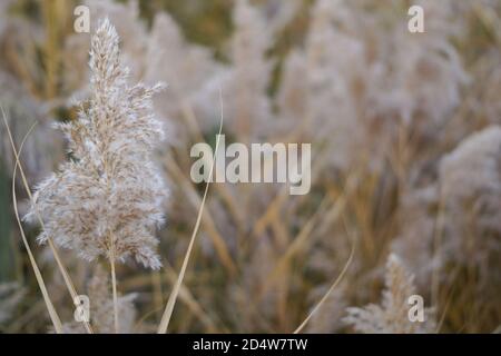 Canne secche al lago, canne, canne. Canne d'oro al sole in autunno. Astratto sfondo naturale. Foto Stock