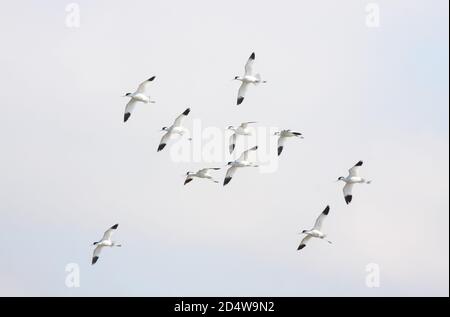 Le suggestive ed eleganti avoceti volarono sul Mare del Nord / Germania Foto Stock