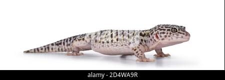 Adulto Mack neve leopardo gecko aka Eublepharis macularius, in piedi vie laterali. Isolato su sfondo bianco. Foto Stock