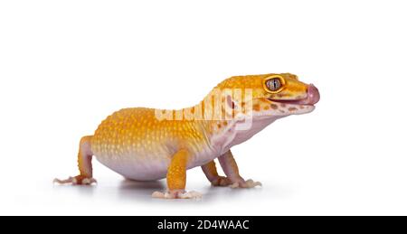 Adulto Super Hypo Tangerine Manderin leopardo gecko aka Eublepharis macularius, in piedi vie laterali che si stacca la lingua. Isolato su sfondo bianco. Foto Stock