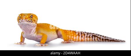 Adulto Super Hypo Tangerine Manderin leopardo gecko aka Eublepharis macularius, in piedi vie laterali. La testa si è rivolta verso la telecamera mostrando entrambi gli occhi. Isolato su Foto Stock