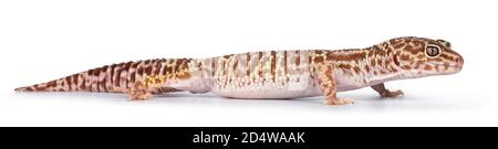 Adulto Mack neve trematore leopardo gecko aka Eublepharis macularius, in piedi vie laterali. Isolato su sfondo bianco. Foto Stock