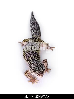 Vista dall'alto del gecko leopardo Mack per adulti, noto anche come Eublepharis macularius. Isolato su sfondo bianco. Foto Stock