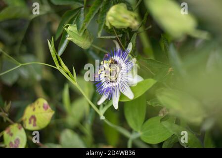 Passiflora caerulea, Passione Flower Bluecrown Blue Passionflower Orologio pianta Flora Foto Stock