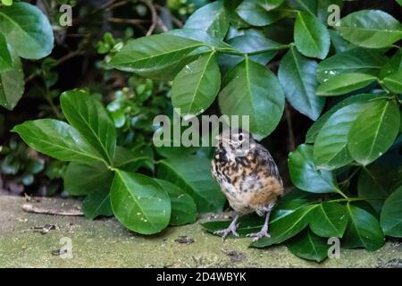 Carino piccolo Robin americano in fuga, Turdus migratorius, in un cortile del Greenwich Village, New York City, NY, Stati Uniti Foto Stock