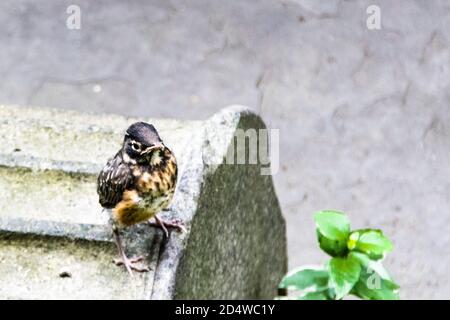 Carino piccolo Robin americano in fuga, Turdus migratorius, in un cortile del Greenwich Village, New York City, NY, Stati Uniti Foto Stock