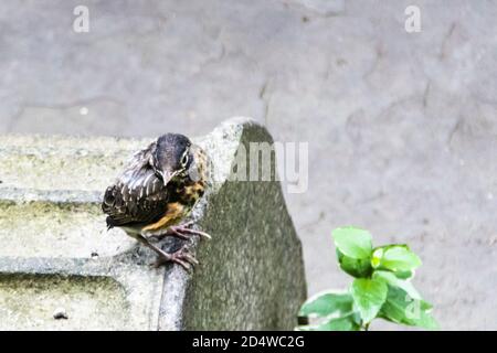 Carino piccolo Robin americano in fuga, Turdus migratorius, in un cortile del Greenwich Village, New York City, NY, Stati Uniti Foto Stock