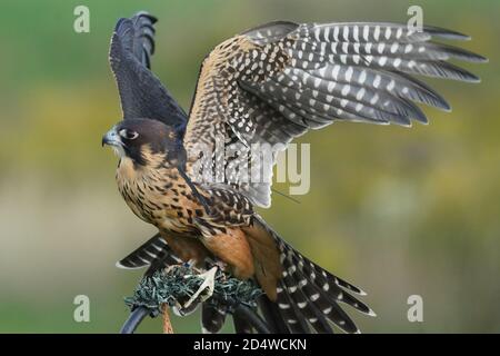 Giovane coppia che insegna lo sport della falconeria Foto Stock