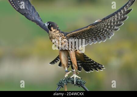 Giovane coppia che insegna lo sport della falconeria Foto Stock