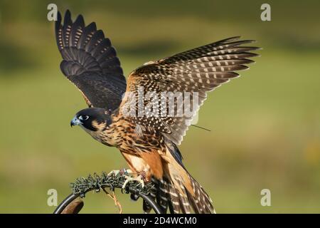 Giovane coppia che insegna lo sport della falconeria Foto Stock