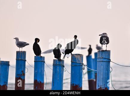 Molti gabbiani e cormorani sono seduti su pali blu in una lunga linea di luce pastello da sera Foto Stock