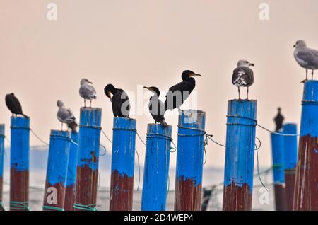 Molti gabbiani e cormorani sono seduti su pali blu in una lunga linea di luce pastello da sera Foto Stock