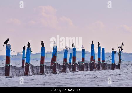 Molti gabbiani e cormorani sono seduti su pali blu in una lunga linea di luce pastello da sera Foto Stock