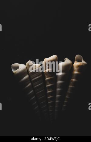 Vite a forma di cono con calotta in mare macro primo piano, messa a fuoco selettiva Foto Stock