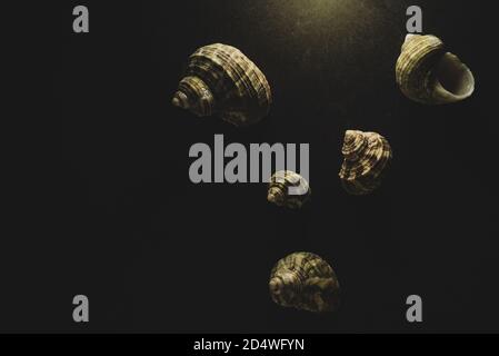 Macro shell Turban primo piano, fuoco selettivo Foto Stock