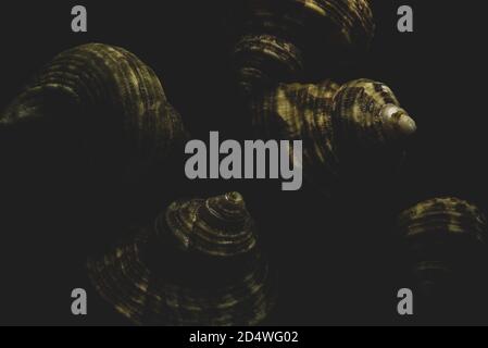 Macro shell Turban primo piano, fuoco selettivo Foto Stock